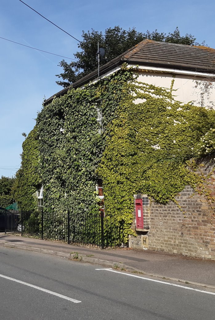 Image of house covered in plants
